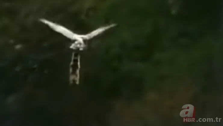 Dev kartalın nefes kesen kurt avı! Anne kurdun hatası pahalıya mal oldu 17