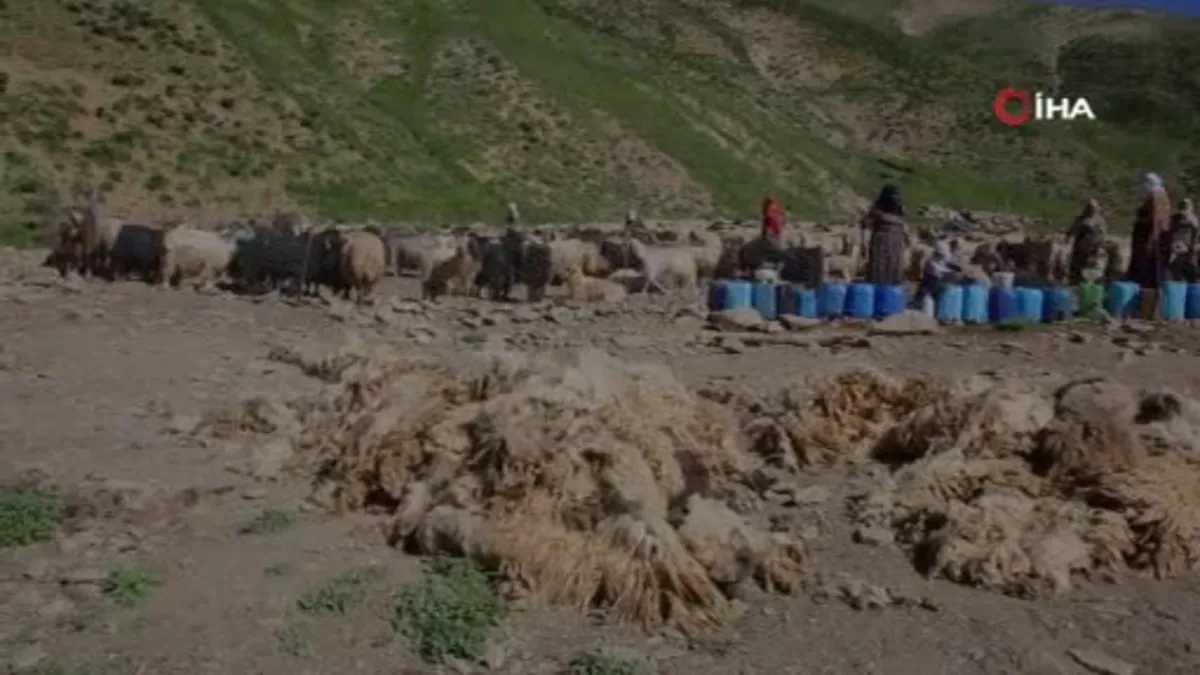 Hakkari Yüksekova’da kışlık süt mesaisi