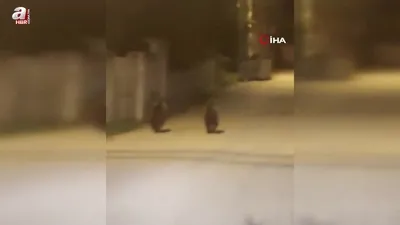 Yolda koşan ayılar kamerada