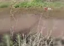 Su samuru böyle görüntülendi