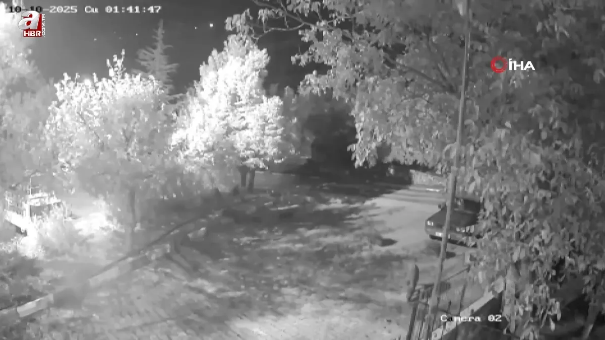 Görüntüler Antalya'dan! Domuz sürüsü gece yarısı köye indi