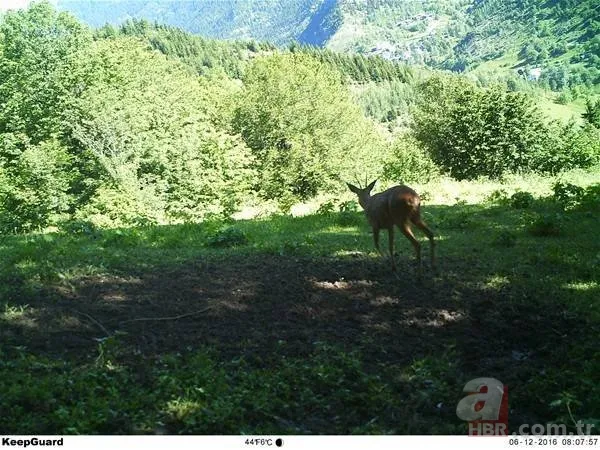 Dünyada ve Türkiye'de bir ilk! Aynı bölgede görüldüler 16