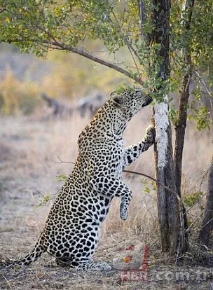 Vahşi doğadan inanılmaz görüntüler 22