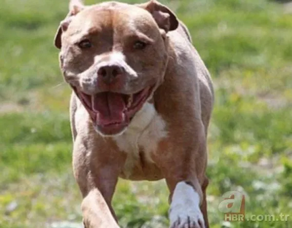 Yasaklı köpek ırklarının kaydedilmesi için yarın son gün! Pitbull sahipleri dikkat: Cezası 30 bin TL