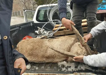 Mehmetçik dağ keçisine sahip çıktı