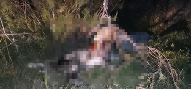 Ankara’da kan donduran vahşet! 17 köpek ağaca asılmış halde bulundu