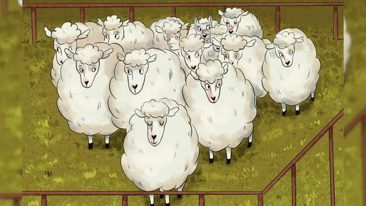 Zeka Testi: Koyunlar arasında gizlenmiş kurdu sadece 5 saniyede bulabilir misin?