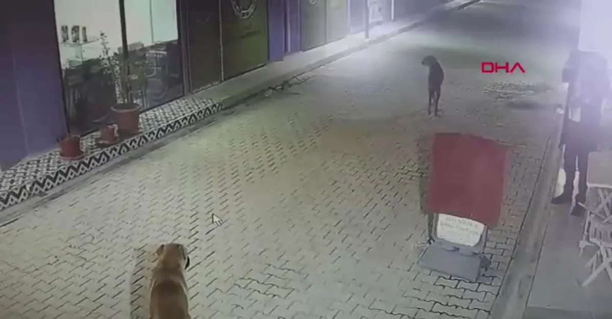4 kediyi sokak köpekleri parçaladı!