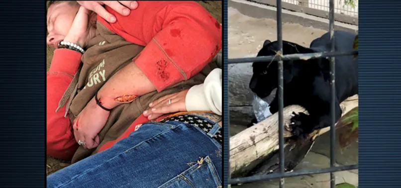 Öz çekim yapmaya çalışırken jaguarın saldırısına uğradı
