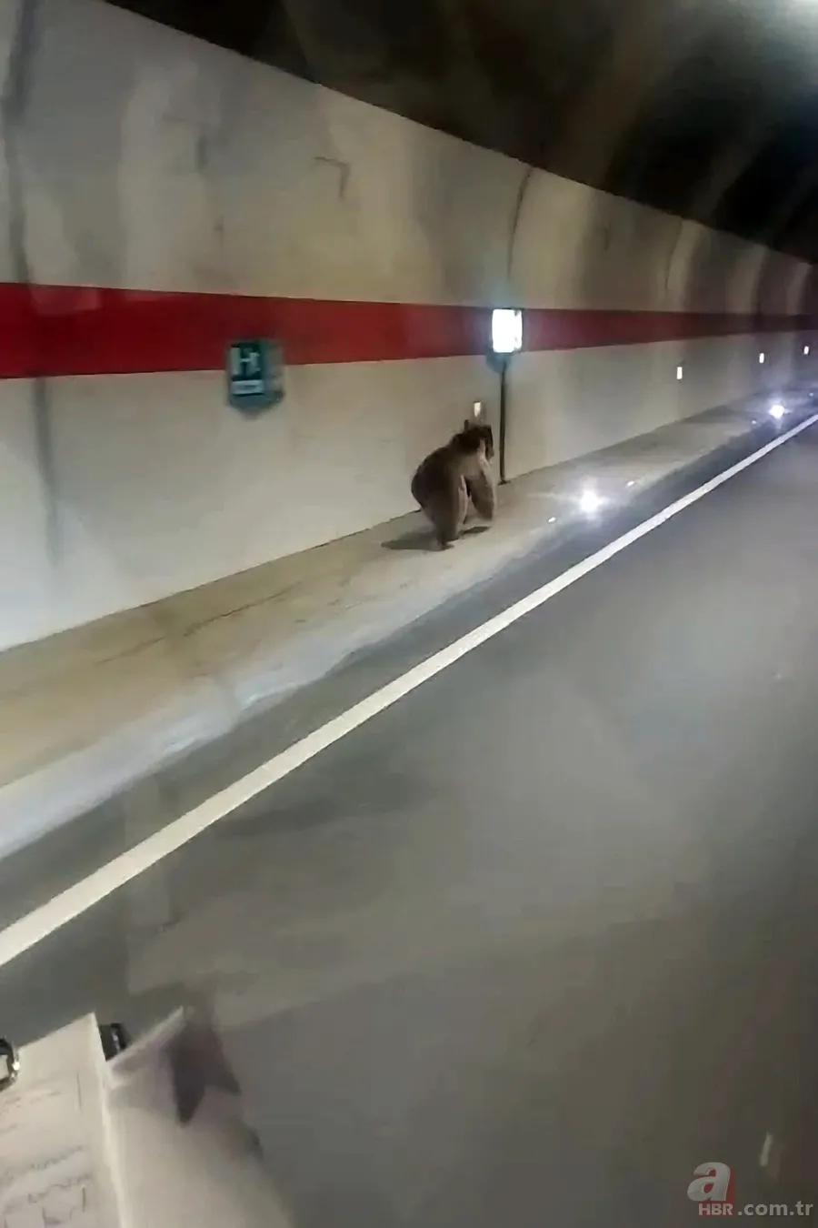 Yiyecek arayan ayı istikameti şaşırdı: Yolunu kısaltmak için tüneli kullandı 2