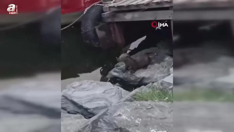 Nesli tükenmekte! Küçükçekmece’de görüldü