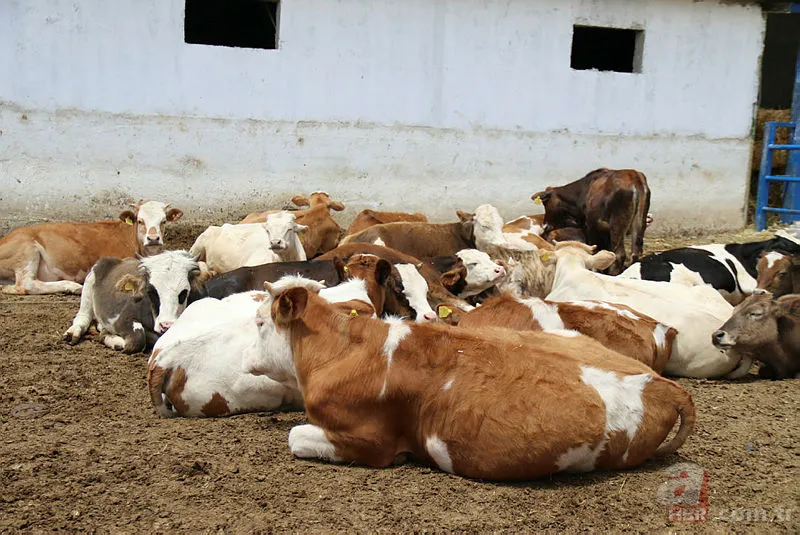 Marketlerde kurban fiyatı ne kadar? A101, Migros, CarrefourSA küçükbaş büyükbaş 2021 kurbanlık fiyatları kaç TL? 15