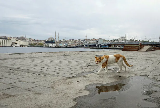 Bilim Kurulu toplantısı son dakika: Sokağa çıkma yasağı gelecek mi? 65 yaş üstü kısıtlama gelen iller listesi... - 6