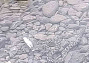 Osmaniye'de yılanın balık avı kamerada