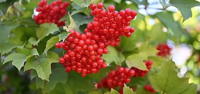 Kayseri’nin şifalı hazinesi: Gilaburu hasadı başladı! Ağrıyı kesiyor, böbrek taşını düşürüyor