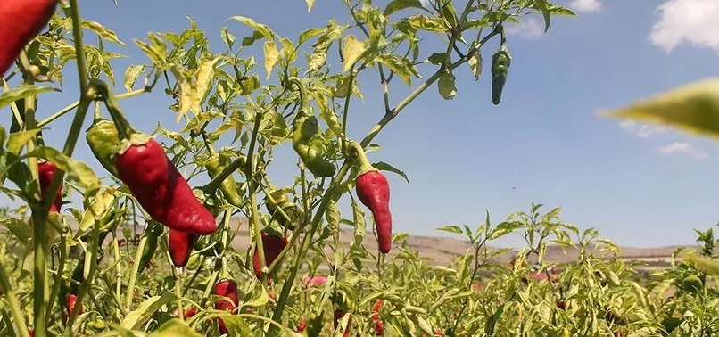 Acı biber ömrü uzatıyor