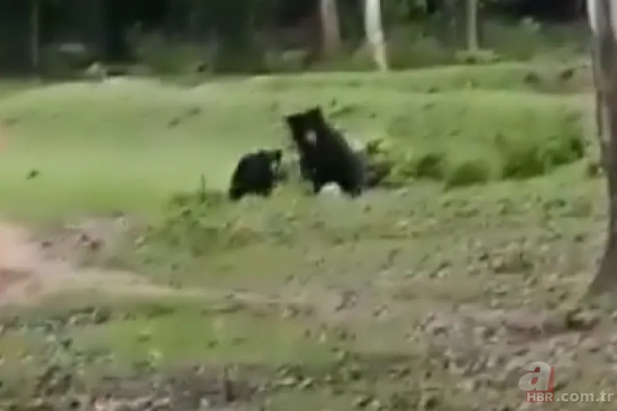 Ayılardan futbol resitali! Sosyal medyayı sallayan anlar 2