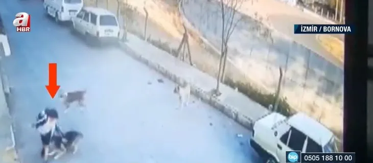 İzmir’de sokak köpekleri çocuğa saldırdı! O anlar kamerada