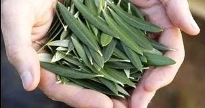 Koronavirüsle mücadelede doğal antibiyotik