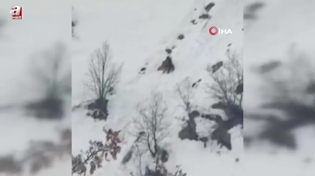 Kış uykusundan uyanan ayıların kar keyfi