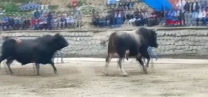 Rize Çamlıhemşin’de boğa paniği! Seyircilerin arasında daldı