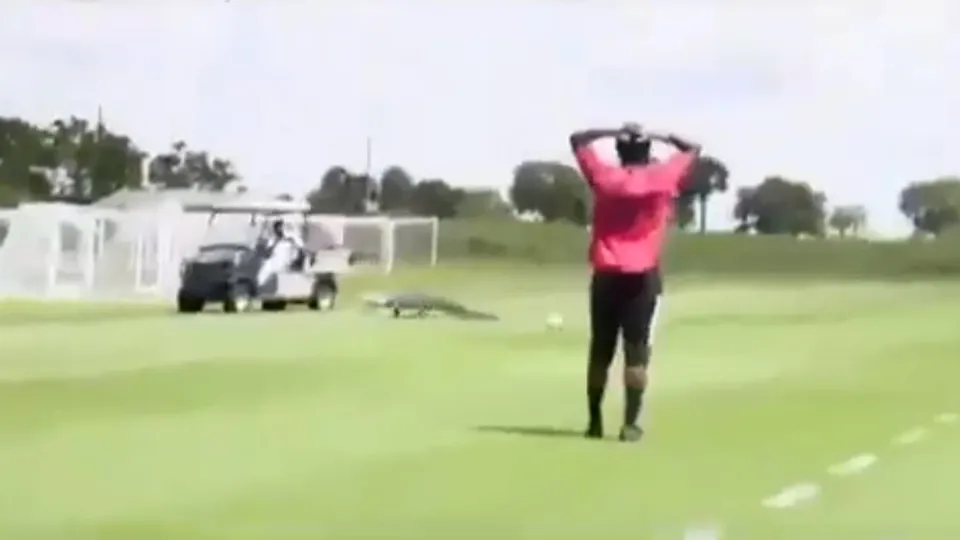 Futbol sahasında timsah paniği! Korkunç anlar kamerada