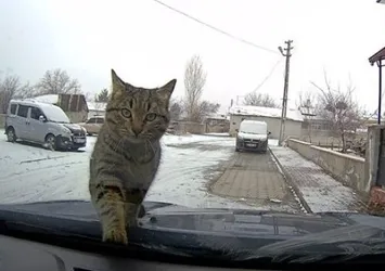 Erzincan'da sevimli kedi araç kamerasında