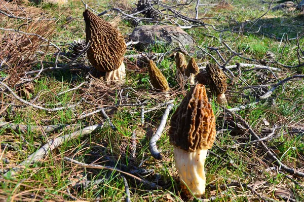 kastamonuda-35-kisi-mantardan-zehirlendi-1632750982741.jpg Kastamonu’da 35 kişi mantardan zehirlendi - 4
