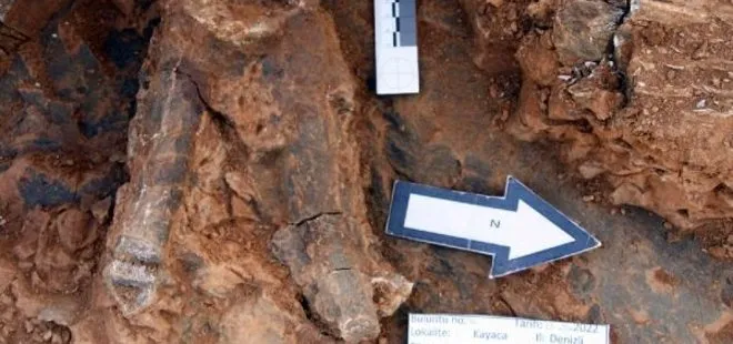 Denizli’de heyecan veren keşif! 8 milyon yıllık hayvan fosilleri bulundu