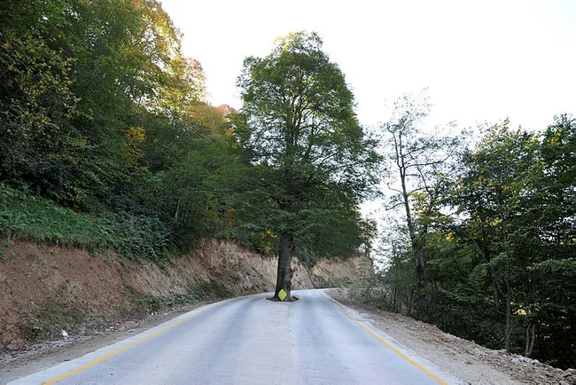Trabzon'da yol ortasındaki asırlık gürgen kesilmekten kurtarıldı - 3
