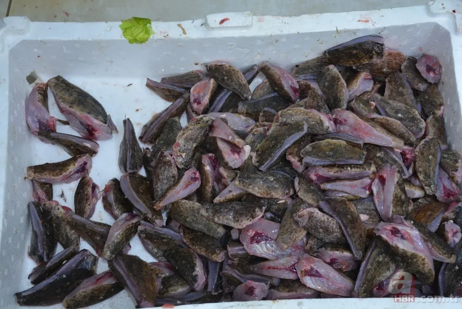 Zehirli dikenleri var! İçi lezzet deposu! Korkutucu görüntüsüyle dikkat çeken balığın fiyatı bakın ne kadar? 59