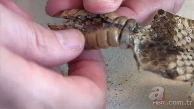 Otomobilde yılan paniği 7