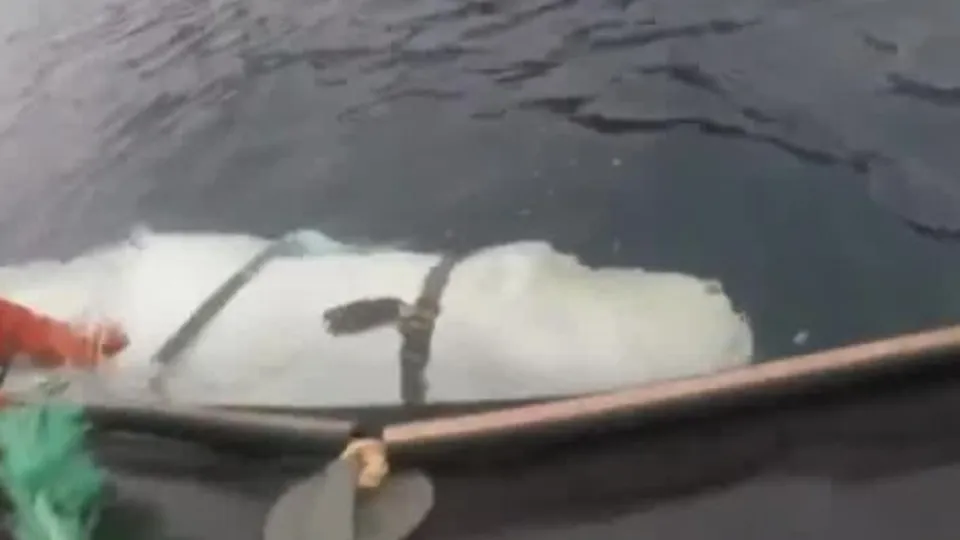 ABD: Rusya asker yunuslar yetiştiriyor