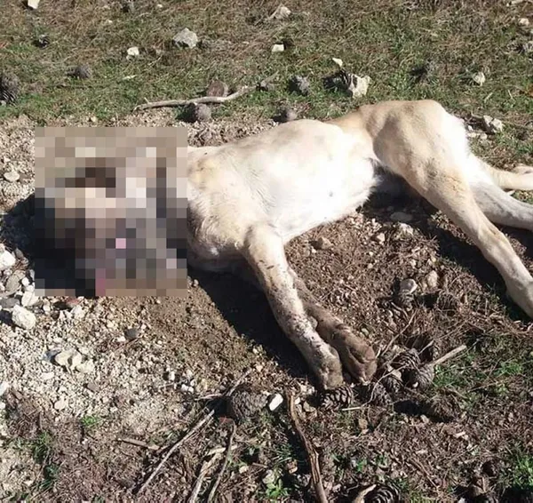 zehirli-balik-kafalari-atip-8-kopegi-oldurduler-1612908381885.jpg Zehirli balık kafaları atıp 8 köpeği öldürdüler! Sakarya'da insanlık dışı olay... - 6