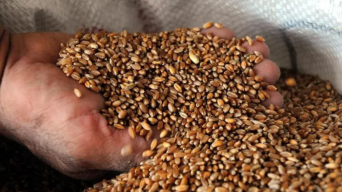 Türkiye İsrail tohumu kullanıyor iddiası! Bakan Yumaklı’dan yalanlama