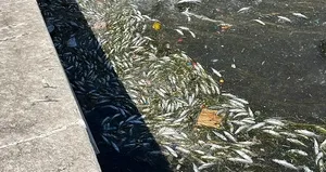 İzmir’de binlerce ölü balık kıyıya vurdu