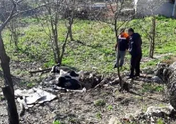 Kuyuya düşen inek telef oldu
