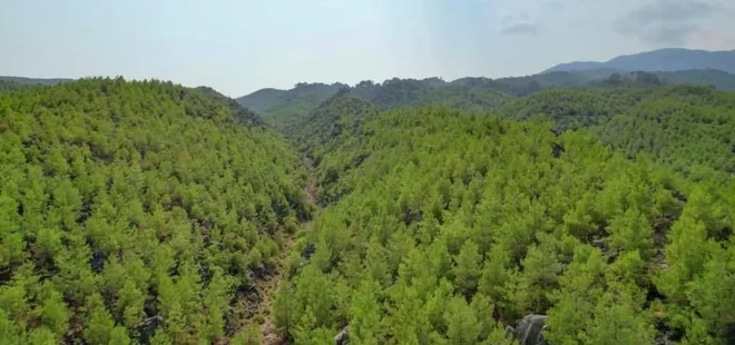 Manavgat'ta 13 yıl önce yanan orman küllerinden doğdu: Yemyeşil görüntüsüyle dikkat çekti