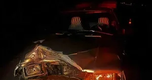 Otomobilin çarptığı domuz telef oldu