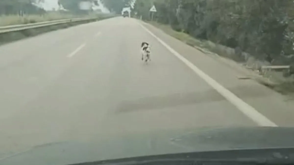 Bursa'da yağmura aldırış etmeden koşan köpek yürekleri burktu