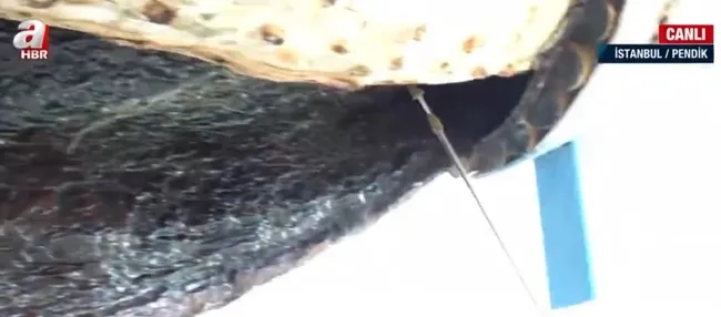 Kanserli ağaçlar nasıl kurtarılıyor? Pendik’te çınar ağaçlarına düzenli bakım