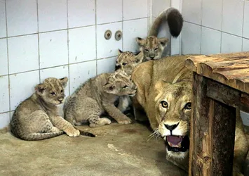 4 aslan ve 3 kaplan yavrusu dünyaya geldi
