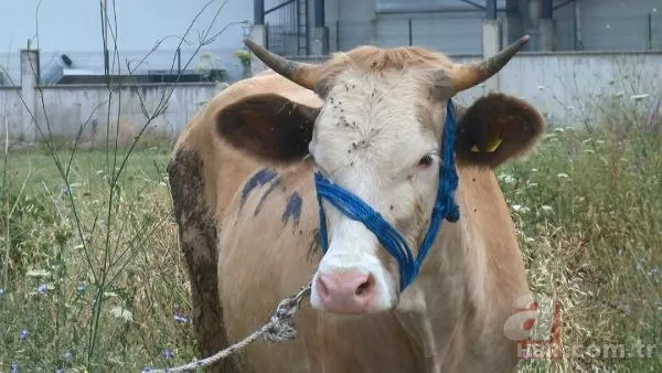 Kurban Bayramı'na saatler kala hareketli dakikalar! Kiminin kolu çatladı, kiminin boğası kaçtı 16