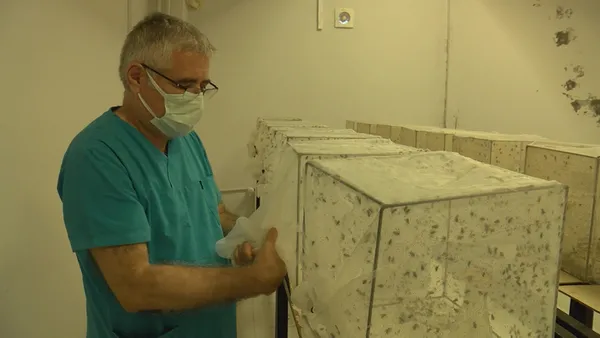 CHP’li İBB sivrisinekle mücadeleyi de beceremedi! İstanbul Üniversitesi profesöründen İBB’ye tepki