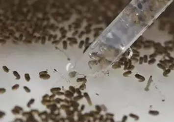 Genetiği oynanmış sivrisenekler doğaya salındı