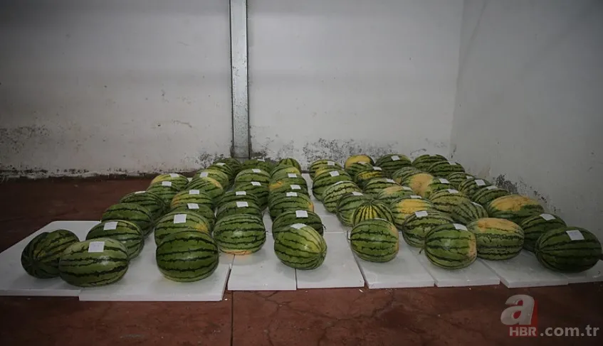 Güvercin gübresi ile özel olarak üretildi! Sır gibi saklanan 64 adet karpuz korumaya alındı: Nedeni şaşkına çevirdi 5