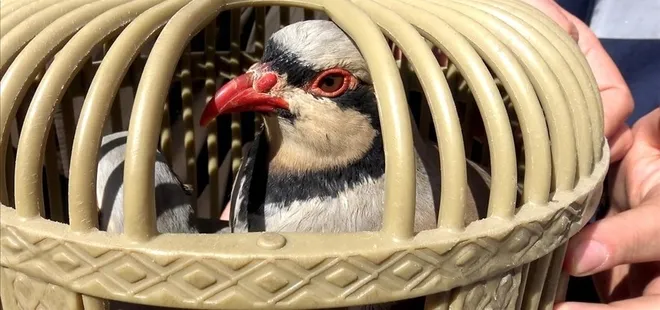 Van'da kaçak keklik avlayan kişiye ceza