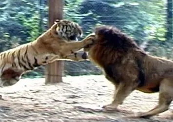 Aslan mı kaplan mı? Büyük kapışma...