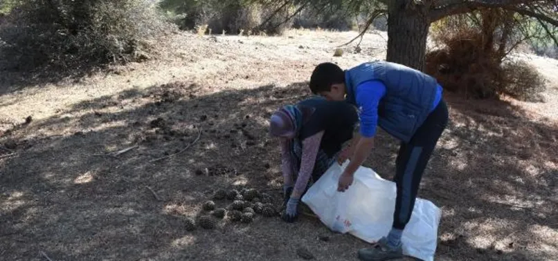 İzmir’de çam fıstığı hasadı başladı! Fiyatı altınla yarışıyor