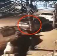 Cani adam köpeklere parçalatıp izledi!